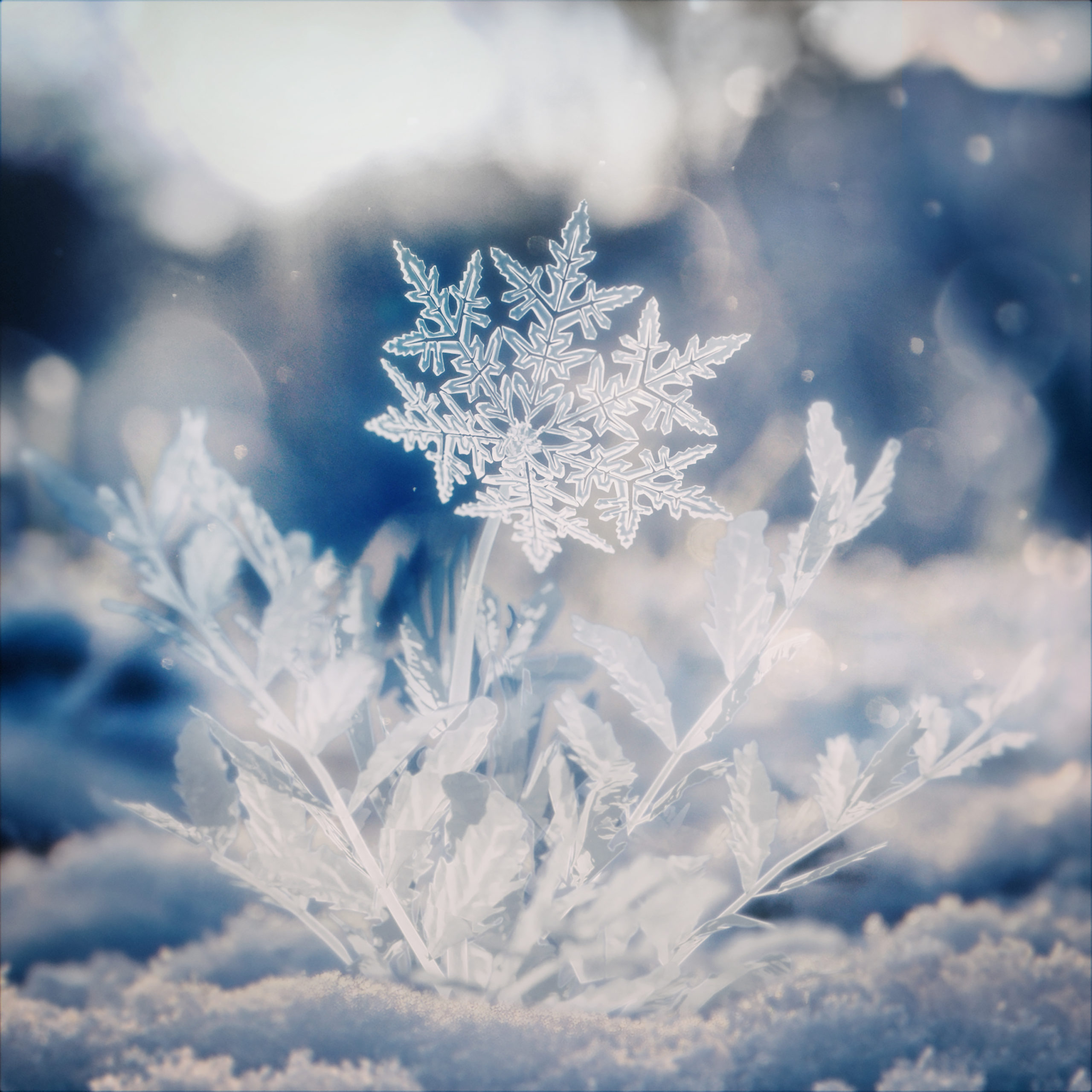 ハナユキ (Prod. UTA, LOAR)